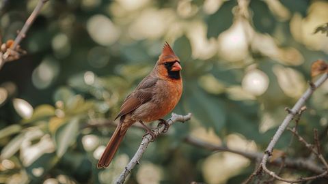 Male Northern Cardinal Perching in Lush Garden Environment