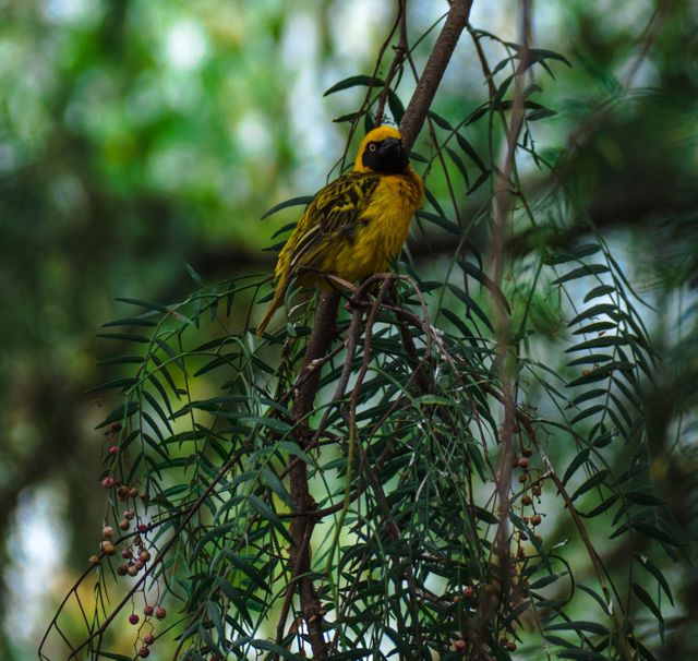 Bright yellow bird sitting on a tree branch in forest, surrounded by green leaves and foliage. Useful for themes related to nature, wildlife, forests, and outdoor adventures. Ideal for educational materials, nature blog visuals, and environmental campaigns.