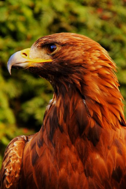 Close-up of majestic golden eagle showcasing detailed plumage and sharp beak with green foliage background. Ideal for use in nature documentaries, wildlife magazines, educational materials, and bird watching organizations to highlight the beauty and elegance of birds of prey.