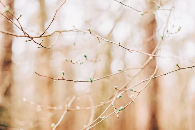 Close-up capturing tree branches in a forest environment during early spring with budding leaves. Ideal for use in themes related to seasons, nature, growth, renewal, and environmental awareness.