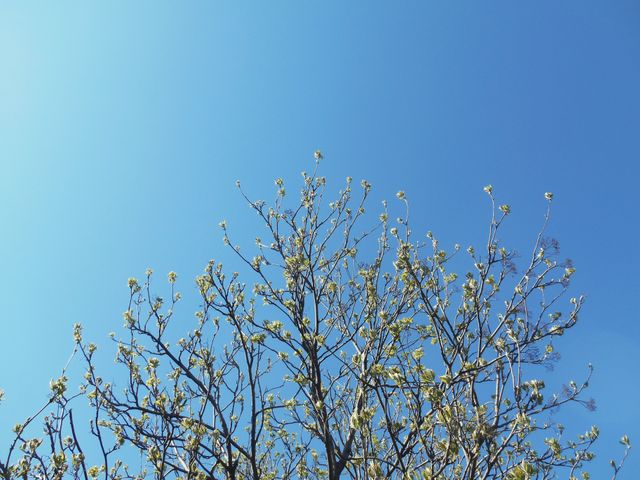 Photo captures fresh blossoms on tree branches against clear blue sky, representing nature's growth and beauty. Ideal for themes related to spring, nature, tranquility, and freshness. Suitable for backgrounds, websites, and blogs focusing on seasonal changes, environmental topics, and outdoor activities.