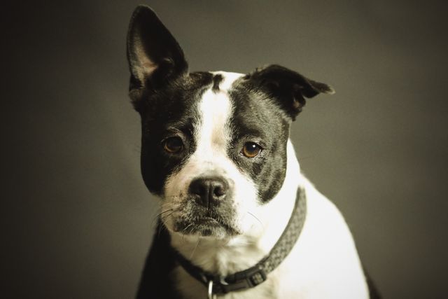 Black and White Bulldog Staring with One Ear Up in Studio - Download Free Stock Photos Pikwizard.com