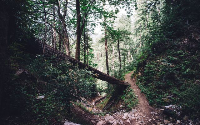 Forest trail with fallen tree in lush, green woodland, perfect for nature blogs, outdoor adventure promotions, and environmental campaigns highlighting serene natural landscapes. Great for illustrating topics related to hiking, tranquility, and natural beauty.