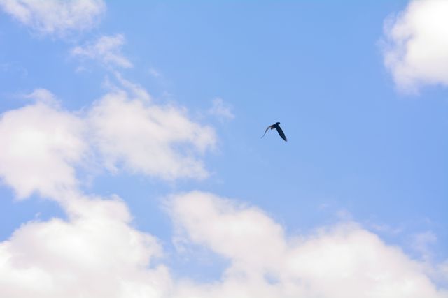 Bird soaring high in serene blue sky amidst fluffy white clouds. Ideal for themes of freedom, tranquility, and nature. Perfect for inspirational and motivational uses, or illustrating natural beauty and wildlife.