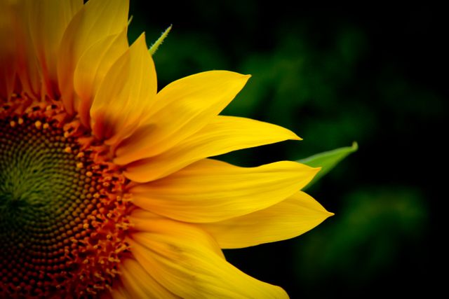 A vibrant close-up of a sunflower with bright yellow petals contrasting beautifully against a dark background, indicating a sense of depth and highlighting the natural beauty of the flower. Perfect for use in botanical blogs, nature-focused websites, gardening magazines, or as a decorative piece for floral enthusiasts. It conveys themes of growth, nature, and beauty.