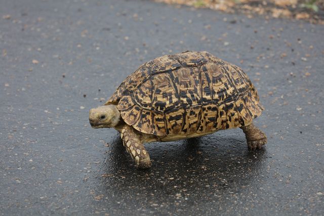 Large leopard tortoise crossing wet asphalt road - Download Free Stock Photos Pikwizard.com