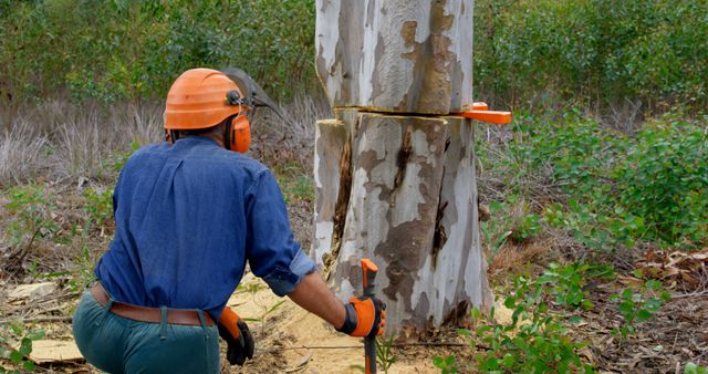 Man cutting down a tree with chainsaw, wearing helmet and gloves. Ideal for topics on lumberjack work, forestry, logging industry, and deforestation. Can use for environmental conservation discussions or promoting safety measures in forestry operations.