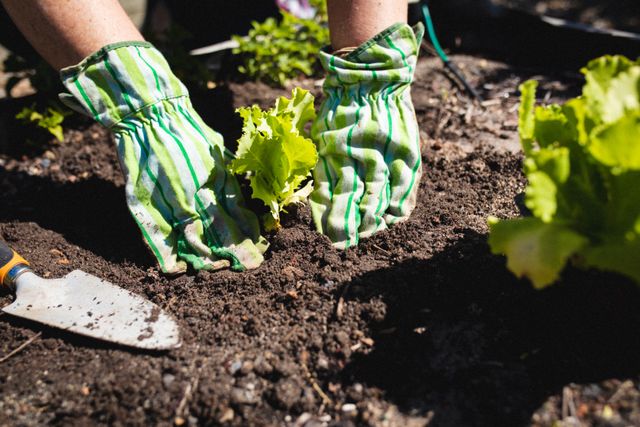 Cropped hands of caucasian mature woman planting lettuce in backyard. unaltered, nature, sunlight, gloves, lifestyle and gardening.