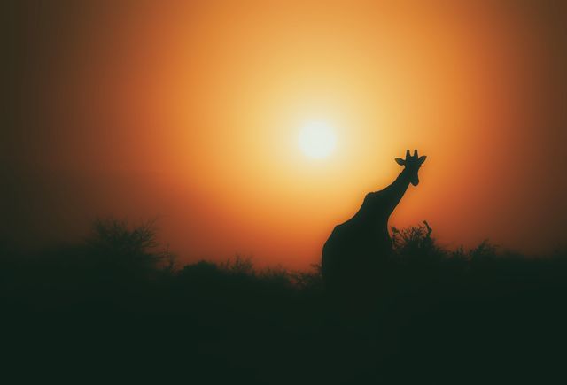 Giraffe Silhouette at Sunset in African Savanna - Download Free Stock Photos Pikwizard.com