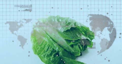 Romaine lettuce with world map data overlay conveying global produce distribution analysis