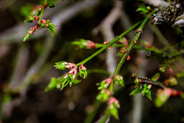 Close-up view of a tree branch with buds and fresh green leaves, symbolizing spring and new growth. Ideal for nature-themed designs, spring promotions, and environment-related content.