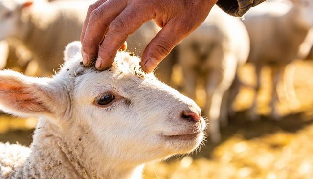 Farmer petting lamb close-up in golden sunlight, wool fleece detail, pastoral bond