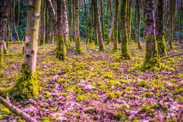 Serene Forest Floor with Moss-Covered Trees in Natural Setting - Download Free Stock Photos Pikwizard.com