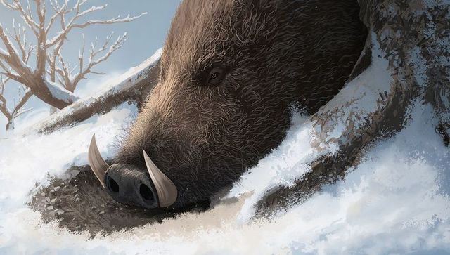 Wild boar snout foraging in snow close-up showing tusks and bristly fur winter wildlife