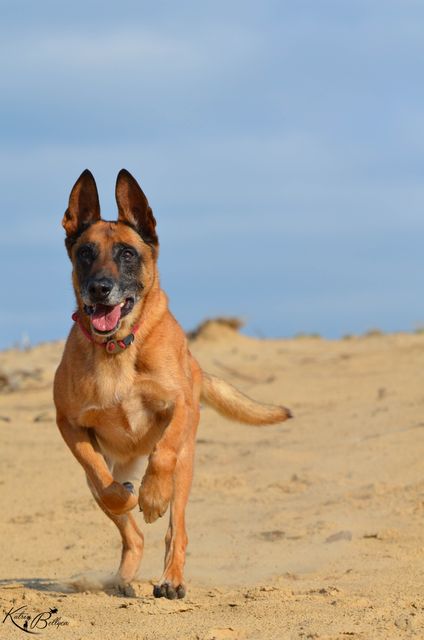 A dog running joyfully on a sandy beach, capturing a sense of freedom and fun. Useful for pet care promotions, summer activities advertisements, and outdoor lifestyle blogs. Ideal for conveying themes of happiness, energy, and playfulness. Perfect for use in any content related to dogs, pet activities, or outdoor adventures.
