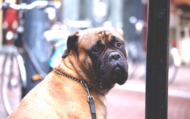 Bullmastiff dog resting on leash in urban area, ideal for pet-related websites, dog care blogs, city life backdrop, animal health articles