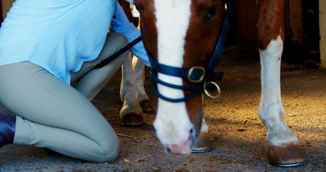 Kneeling person tending to a brown and white horse - Download Free Stock Images Pikwizard.com
