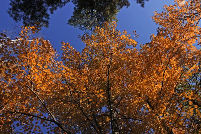 Tall trees with golden leaves create a stunning contrast against a clear blue sky. Perfect for illustrating autumn scenery, seasonal changes, outdoor activities, and nature's beauty.