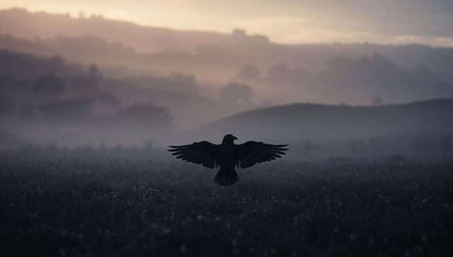 Solitary black bird spreading wings in misty morning meadow