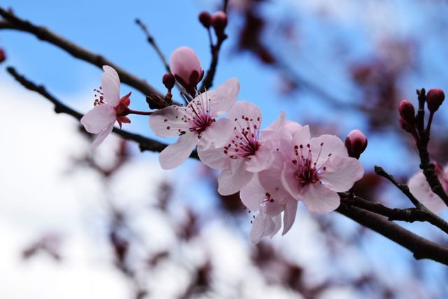This depicts delicate pink cherry blossoms blooming on a branch against a background of clear blue sky. Perfect for themes related to nature, springtime, beauty, and relaxation. Suitable for use in seasonal promotions, gardening websites, and posters celebrating spring.
