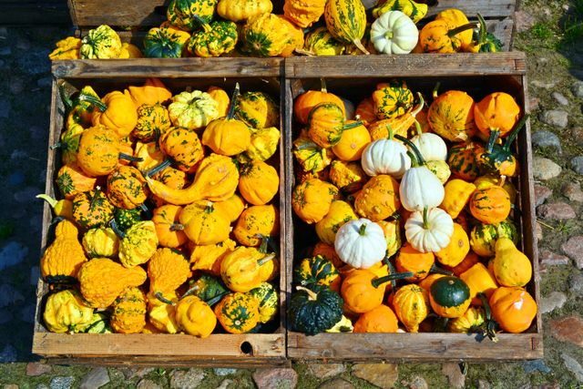 Colorful mix of gourds and pumpkins displayed in wooden crates, perfect for autumn decorations and seasonal displays. Ideal for harvest-themed marketing materials, farm-to-table imagery, and organic produce promotions.