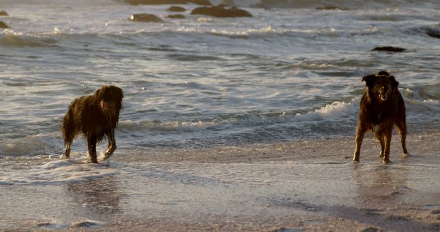Two dogs are playing on a beach at sunset with waves crashing in the background. One dog is standing in the shallow water, while the other is on the wet sand. The scene captures the energetic and lively mood of the pets enjoying a summer evening by the ocean. This image can be used for advertisements related to pet products, travel destinations, beach activities, or nature conservation campaigns.