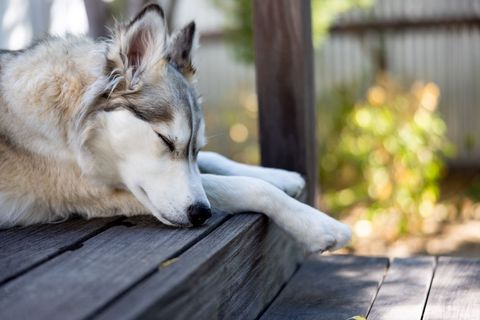 Siberian Husky Resting Peacefully on Wooden Deck Outdoors