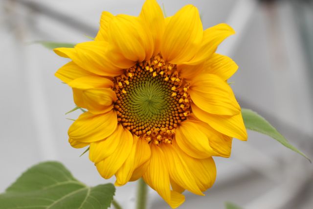 Close-Up of Yellow Sunflower with Green Center in Full Bloom - Download Free Stock Photos Pikwizard.com