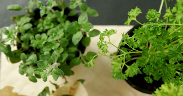 Fresh Herb Plants in Garden Setting - Download Free Stock Images Pikwizard.com