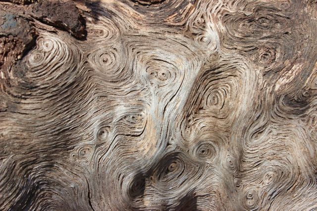 This image shows a close-up view of intricate wood grain patterns on a tree trunk. The swirls and lines in the wood provide an interesting and abstract natural design. This image can be used for nature-related content, organic design backgrounds, woodworking projects, or educational materials about trees and forestry.