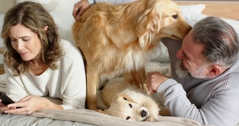 Mature couple relaxing on bed with golden retriever and small dog, cozy pet bonding