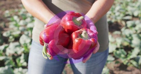 Farmer holding fresh harvested red bell peppers in field