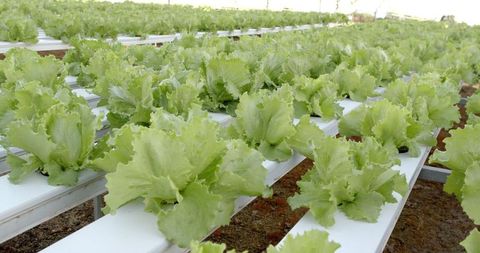 Hydroponic lettuce grown in greenhouse promoting sustainable agriculture