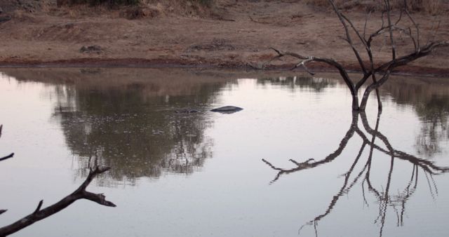This image depicts a quiet and serene lake at dusk with a partially submerged hippo. The still water reflects the dry branches and the tranquility of the scene. Useful for illustrating concepts of calm, wilderness, and evening scenic beauty in nature blogs, travel websites, or environmental awareness articles.