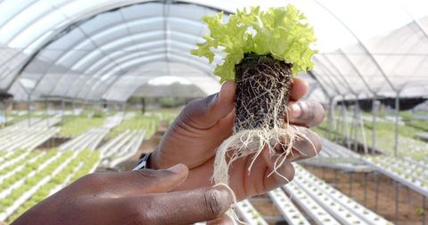 Inspecting hydroponic lettuce in greenhouse farm