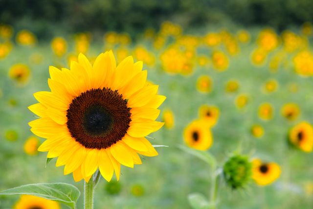 Close-up of a vibrant sunflower blooming in a field filled with sunflowers. Ideal for use in environmental campaigns, nature promotions, floral or agricultural industry advertisements. Can be utilized in projects highlighting natural beauty, summer themes, and rural landscapes.