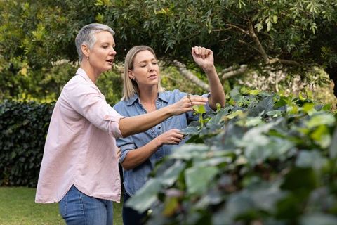 Senior and adult women pruning tall hedge in backyard garden together