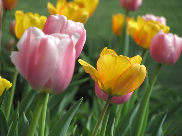 This colorful image shows a variety of tulips in full bloom, with pink and yellow petals standing out against green foliage. Perfect for nature-themed articles, gardening blogs, floral design inspiration, or springtime marketing materials.