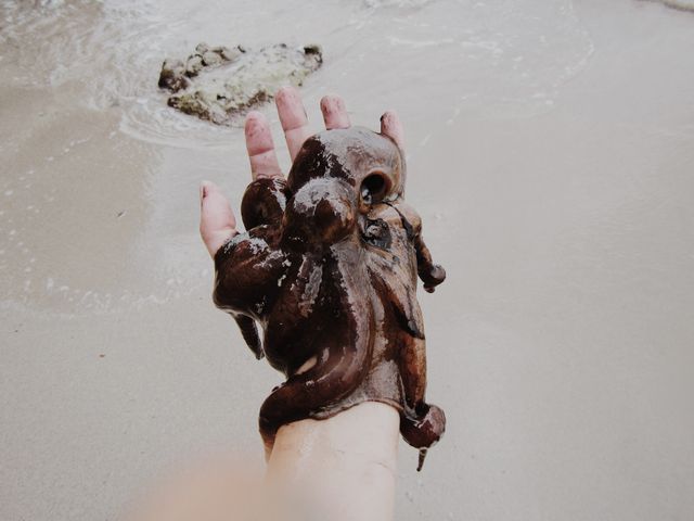 Person Holding Octopus Near Beach Shore - Download Free Stock Photos Pikwizard.com