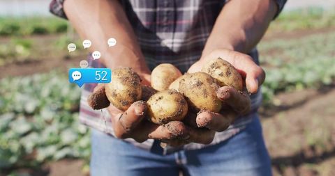 Farmer Holding Freshly Harvested Potatoes in Rural Field
