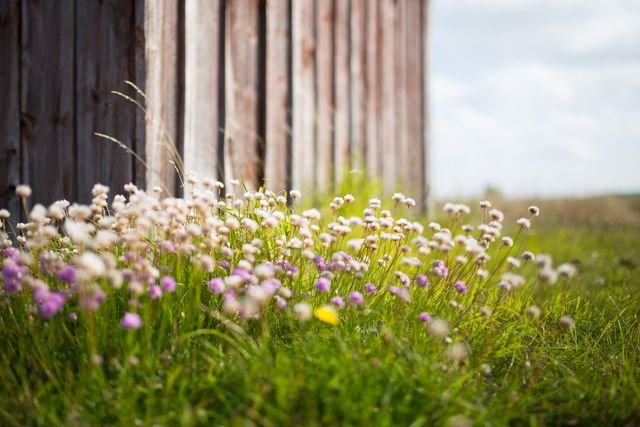 Wildflowers Blooming Beside Wooden Fence on Sunny Day - Download Free Stock Photos Pikwizard.com