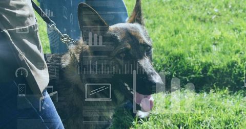 German Shepherd Being Guided on Leash During Outdoor Stroll