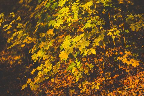Vibrant Autumn Maple Leaves in Sunlight