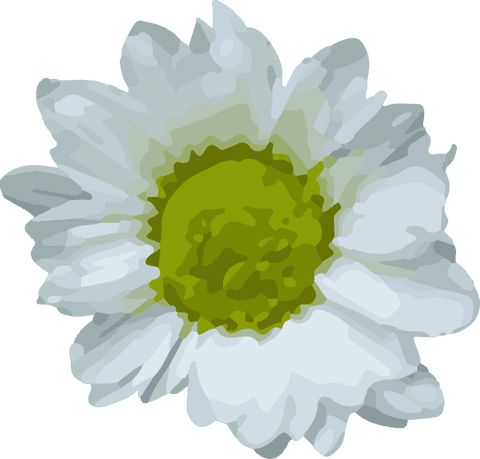 White daisy flower in transparent vector illustration