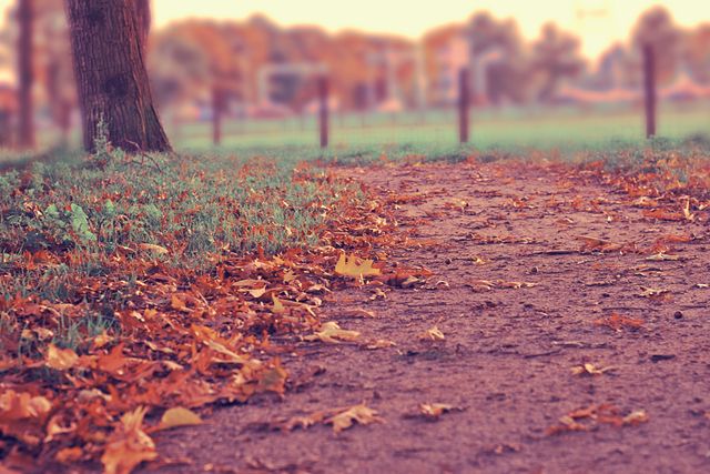 Autumn Leaves on Dirt Path in Park During Sunset - Download Free Stock Photos Pikwizard.com