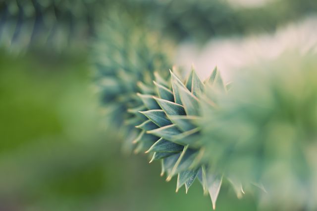 This close-up image captures the intricate details of a spiky Araucaria branch, showcasing its sharp leaves and vivid greenery. Perfect for use in nature articles, botanical studies, and design projects where texture and detail are emphasized.