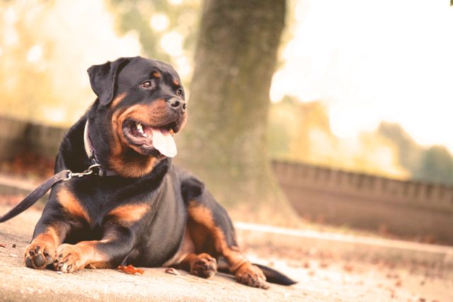 Rottweiler lying down outdoors in a park, panting and looking content as it enjoys a sunny day. Ideal for use in promotions for pet care products, outdoor activities, canine training services, or animal welfare campaigns.