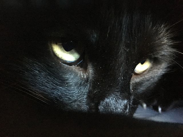Black cat's eyes staring intensely in low light. Captures the mysterious and enigmatic nature of feline behavior. Suitable for themes related to pets, Halloween, night, or magical settings.
