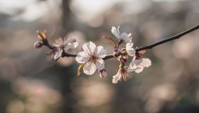Blooming cherry blossom branch glowing with pale pink petals and soft bokeh background