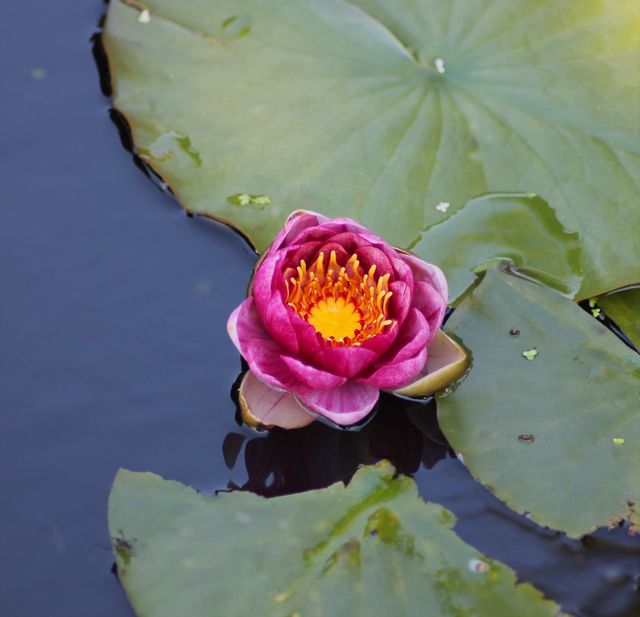 This vibrant pink water lily is blooming on a lily pad floating in a serene pond. The bright yellow center contrasts beautifully with the pink petals, surrounded by green lily pads against a backdrop of calm water. Perfect for nature-themed projects, botanical studies, or decorative prints to evoke tranquility.